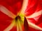 Macro shot of striped barbados lily red flower