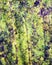 Macro shot of symmetry in plants and nature in Santa Elena Cloud Forest Reserve Costa Rica