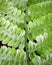 Macro shot of symmetry in plants and nature in Santa Elena Cloud Forest Reserve Costa Rica