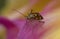 Macro shot of a tarnished plant bug (TPB) on a purple petal