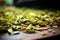 macro shot of tea leaves undergoing fermentation