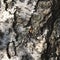 Macro shot of the texture birch bark. Abstract natural pattern.