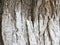 Macro shot of textured embossed tree bark. Natural wallpaper.