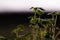 Macro shot of tiny chia sprouts Salvia hispanica, kitchen herbs, eye-level, head-on view, back-lit and rim light.