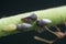 Macro shot of tiny planthopper on the wild weed branch