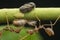 Macro shot of tiny planthopper on the wild weed branch