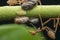 Macro shot of tiny planthopper on the wild weed branch