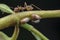 Macro shot of tiny planthopper on the wild weed branch