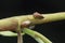 Macro shot of tiny planthopper on the wild weed branch