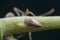 Macro shot of tiny planthopper on the wild weed branch