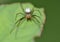 Macro shot of a tiny spider on a leaf