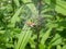 Macro shot of tiny spiderlings of Nursery web spider (Pisaura mirabilis) in the nest with young spiders and egg sac