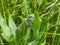 Macro shot of tiny spiderlings of Nursery web spider Pisaura mirabilis in the nest with young spiders and egg sac on a green