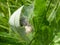 Macro shot of tiny spiderlings of Nursery web spider Pisaura mirabilis in the nest with young spiders and egg sac on a green