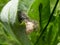 Macro shot of tiny spiderlings of Nursery web spider Pisaura mirabilis in the nest with young spiders and egg sac on a green