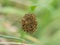 Macro shot of tiny yellow and black orb weaver spiderlings. Araneus sp UK.