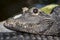 Macro shot of a tropical crocodile