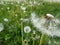 Macro shot of two lonely seeds falling from dandelion Lion`s tooth flower head in the meadow with green grass background. The