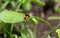 Macro shot of two orange ladybugs on a green leaf in a field during daylight