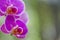 Macro Shot of Unique Orchid of Phalaenopsis Sort