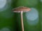 Macro shot of an unknown mushroom growing in the woods