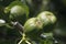 Macro shot of unripe figs on a tree branch - perfect for background