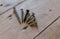 Macro shot of various screws on wooden bench.