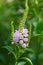 Macro shot of Verbena Hastata Blue Vervain