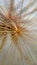 Macro shot of a vibrant dandelion flower with white puffy seeds