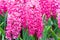 Macro shot of vibrant pink hyacinth