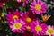 Macro shot of vibrant pink marguerites