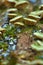 Macro shot of a vibrant, wooden trunk covered with a fungus