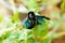 Macro Shot of Violet Carpenter Bee on Green Leaf i