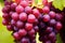 macro shot of vivid, ripe grapes on a vine