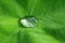 Macro shot of water droplet on the vibrant green leaf in soft sunlight