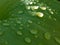 Macro shot of water drops on green texture leaf with a glimmer of sunlight