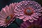 Macro Shot of Water Drops on Pink Flowers.