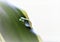 Macro shot of a waterdrop on a green long leaf against white background
