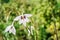 A macro shot of a white abyssinian gladiolus bloom, acidanthera