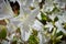 Macro shot of white azalea from Sanjeong Lake in South Korea