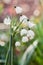 A macro shot of white bells blooming