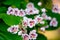 Macro shot of white Boat Orchids in the park