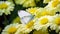 Macro Shot Of White Butterfly On Yellow Flowers