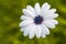 Macro shot of white Cineraria flower