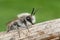 Macro shot of a white Colletes cunicularius male solitary bee on a tree branch