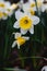 A macro shot of a white daffodil with a yellow pistil.