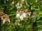 Macro shot of white flowers of cultivated blueberries or highbush blueberries growing on branches of blueberry bush surrounded