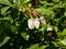 Macro shot of white flowers of cultivated blueberries or highbush blueberries growing on branches of blueberry bush surrounded