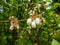 Macro shot of white flowers of cultivated blueberries or highbush blueberries growing on branches of blueberry bush surrounded