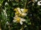 Macro shot of white flowers of flowering lemon-tree Citrus limon Burm. f. with dark background